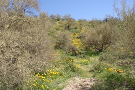 The Sonoran Desert Wildflowers are in Full Bloom during April